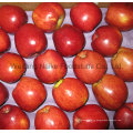 Новый урожай свежее яблоко / хребтовые плоды высокого качества